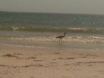 Great Blue Heron Patrols the Beach