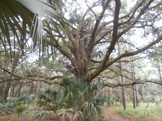 Amazing Sprawling Oak Tree