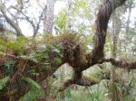Ferns and mosses make an ecosystem of their own on the trunks of the huge oak trees