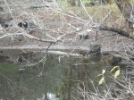 Alligator resting in a pond